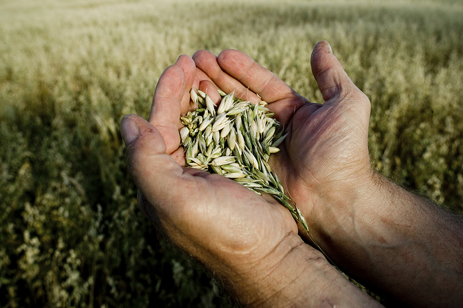 Farmer holding grain